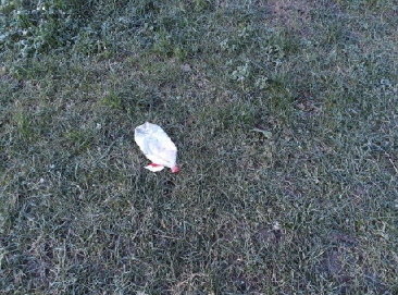 AK2_027 AK2_027