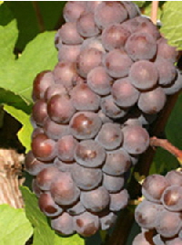 Grauburgunder