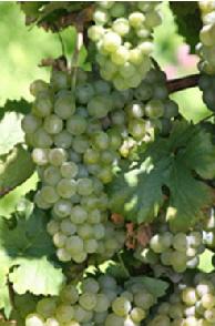 Mller-Thurgau