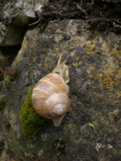 Weinbergschnecke 1