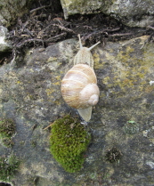 Weinbergschnecke 3