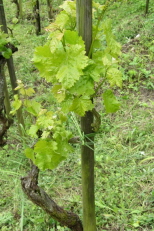 Weinstock