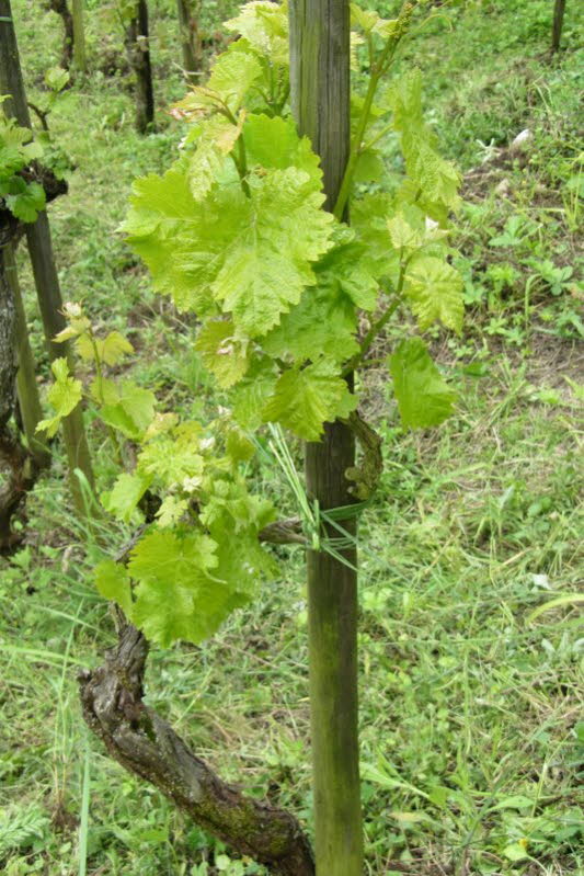 Weinstock
